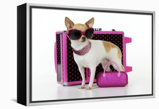 Chihuahua Wearing Sunglasses with Girly Props-null-Framed Premier Image Canvas