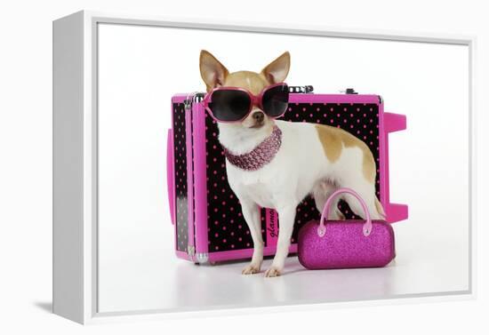 Chihuahua Wearing Sunglasses with Girly Props-null-Framed Premier Image Canvas