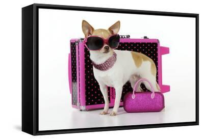 chihuahua wearing sunglasses