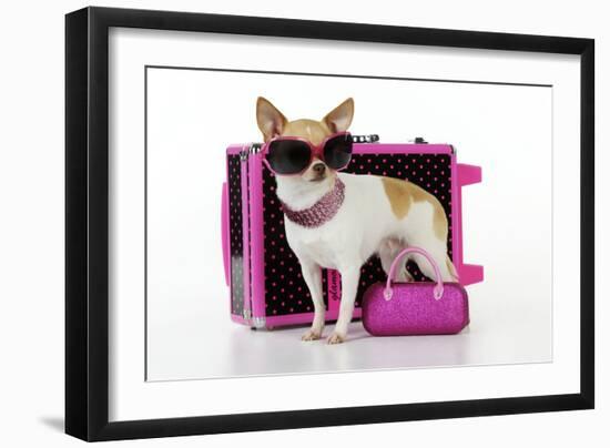 Chihuahua Wearing Sunglasses with Girly Props-null-Framed Photographic Print