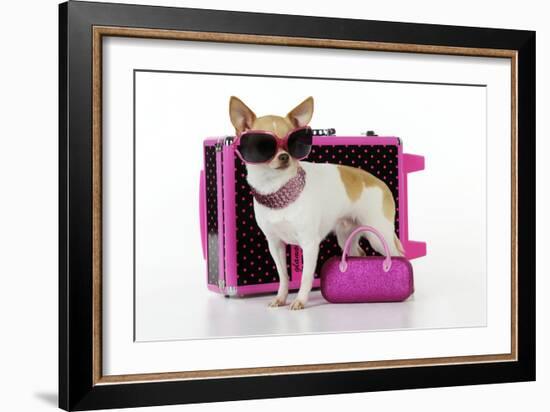 Chihuahua Wearing Sunglasses with Girly Props-null-Framed Photographic Print