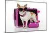 Chihuahua Wearing Sunglasses with Girly Props-null-Mounted Photographic Print