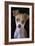 Chihuahua-Lori Hutchison-Framed Photographic Print