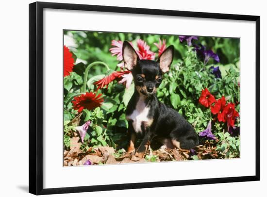 Chihuahua-null-Framed Photographic Print