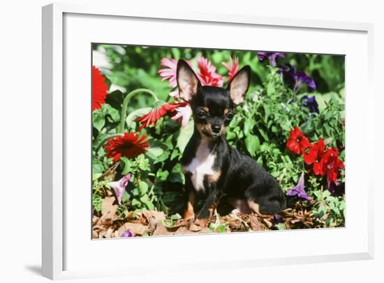 Chihuahua-null-Framed Photographic Print