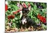 Chihuahua-null-Mounted Photographic Print