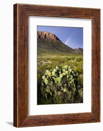 Chihuahuan Desert.-Larry Ditto-Framed Photographic Print