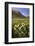 Chihuahuan Desert.-Larry Ditto-Framed Photographic Print