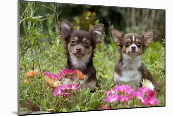 Chihuahuas Sitting in Flowerbed-null-Mounted Photographic Print