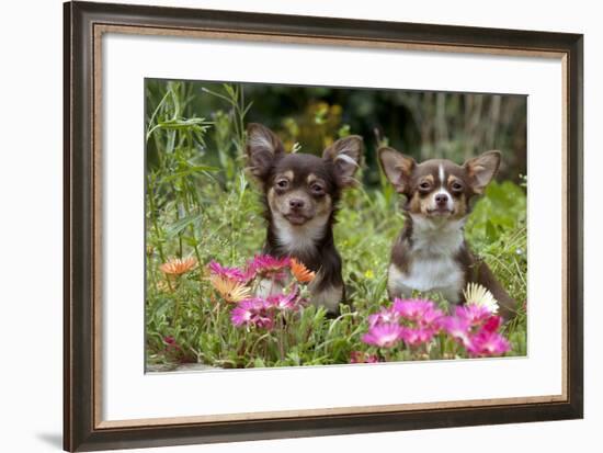 Chihuahuas Sitting in Flowerbed-null-Framed Photographic Print