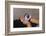 Child Holding Toys-William P. Gottlieb-Framed Photographic Print