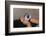 Child Holding Toys-William P. Gottlieb-Framed Photographic Print