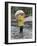 Child in Rain Gear with Umbrella Playing in Puddle.-Nora Hernandez-Framed Giclee Print