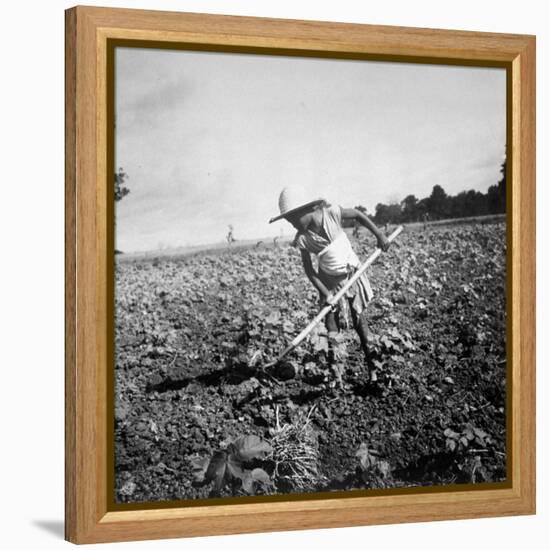 Child of Black Tenant Farmer Family Using Hoe While Working in Cotton Field-Dorothea Lange-Framed Premier Image Canvas