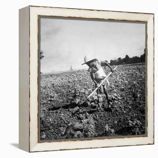 Child of Black Tenant Farmer Family Using Hoe While Working in Cotton Field-Dorothea Lange-Framed Premier Image Canvas