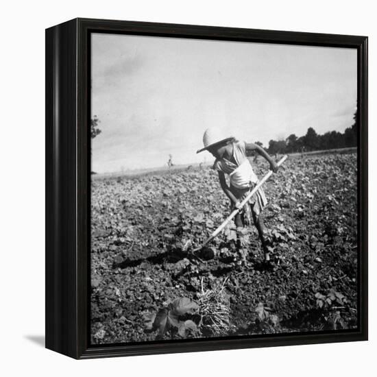 Child of Black Tenant Farmer Family Using Hoe While Working in Cotton Field-Dorothea Lange-Framed Premier Image Canvas