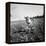 Child of Black Tenant Farmer Family Using Hoe While Working in Cotton Field-Dorothea Lange-Framed Premier Image Canvas