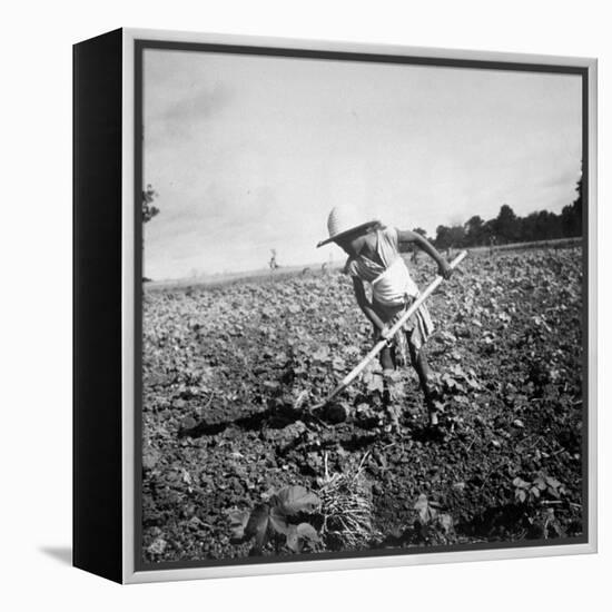 Child of Black Tenant Farmer Family Using Hoe While Working in Cotton Field-Dorothea Lange-Framed Premier Image Canvas