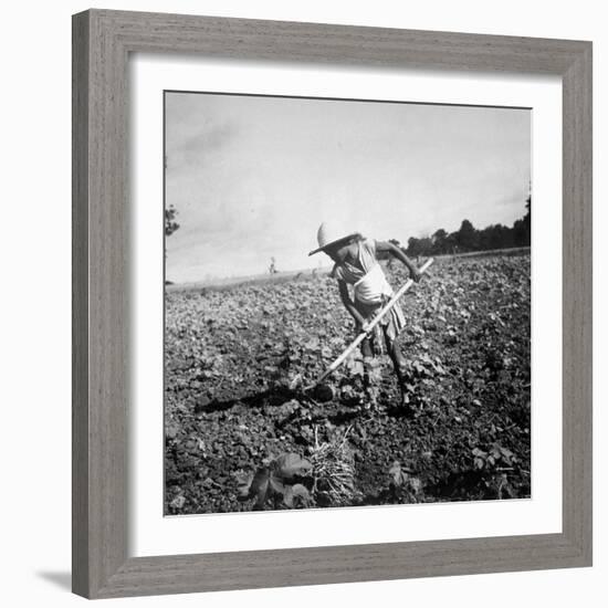 Child of Black Tenant Farmer Family Using Hoe While Working in Cotton Field-Dorothea Lange-Framed Premium Photographic Print