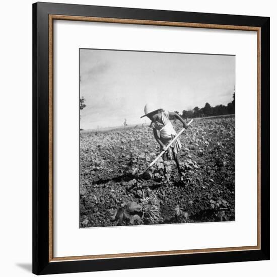 Child of Black Tenant Farmer Family Using Hoe While Working in Cotton Field-Dorothea Lange-Framed Premium Photographic Print