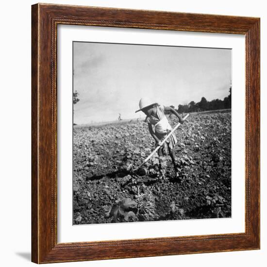 Child of Black Tenant Farmer Family Using Hoe While Working in Cotton Field-Dorothea Lange-Framed Premium Photographic Print