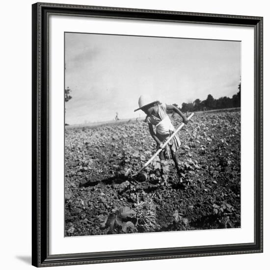 Child of Black Tenant Farmer Family Using Hoe While Working in Cotton Field-Dorothea Lange-Framed Premium Photographic Print