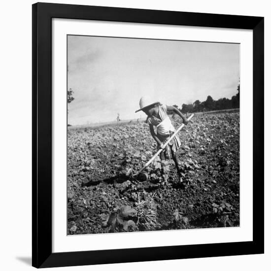 Child of Black Tenant Farmer Family Using Hoe While Working in Cotton Field-Dorothea Lange-Framed Premium Photographic Print