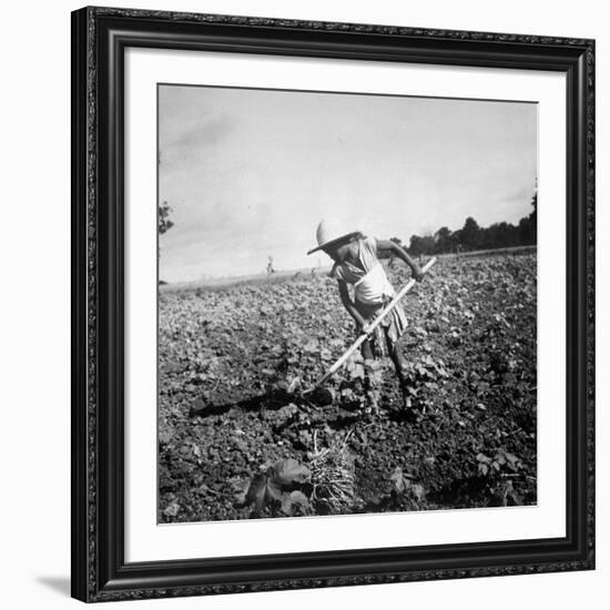 Child of Black Tenant Farmer Family Using Hoe While Working in Cotton Field-Dorothea Lange-Framed Premium Photographic Print