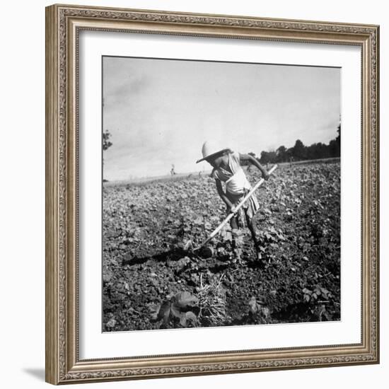 Child of Black Tenant Farmer Family Using Hoe While Working in Cotton Field-Dorothea Lange-Framed Photographic Print