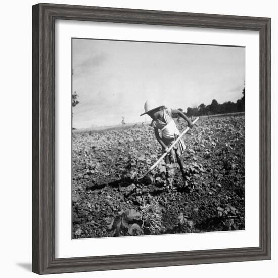 Child of Black Tenant Farmer Family Using Hoe While Working in Cotton Field-Dorothea Lange-Framed Photographic Print