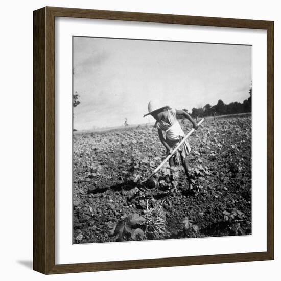 Child of Black Tenant Farmer Family Using Hoe While Working in Cotton Field-Dorothea Lange-Framed Photographic Print