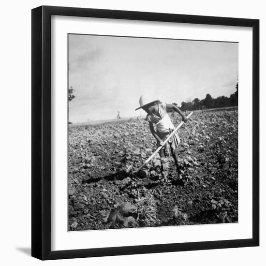 Child of Black Tenant Farmer Family Using Hoe While Working in Cotton Field-Dorothea Lange-Framed Photographic Print