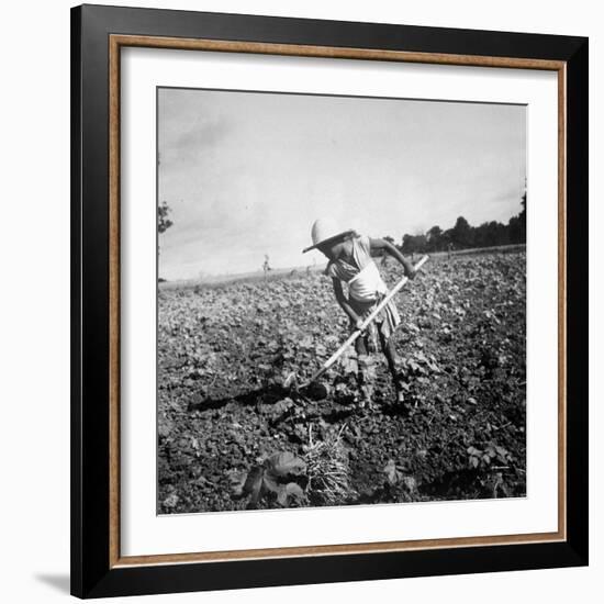 Child of Black Tenant Farmer Family Using Hoe While Working in Cotton Field-Dorothea Lange-Framed Photographic Print