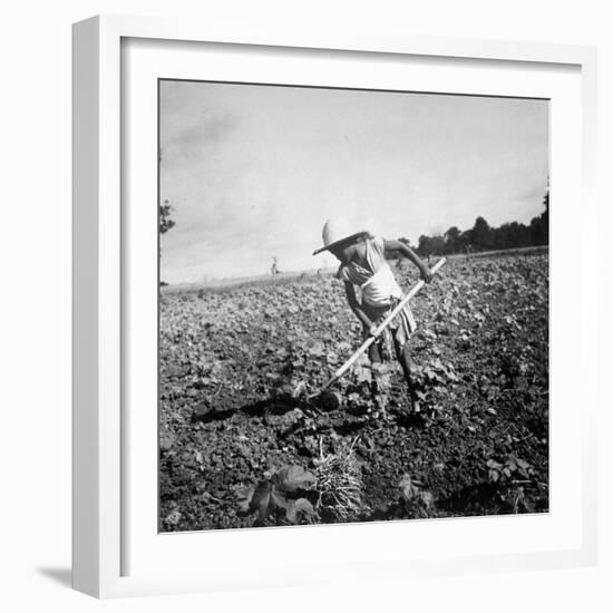 Child of Black Tenant Farmer Family Using Hoe While Working in Cotton Field-Dorothea Lange-Framed Photographic Print