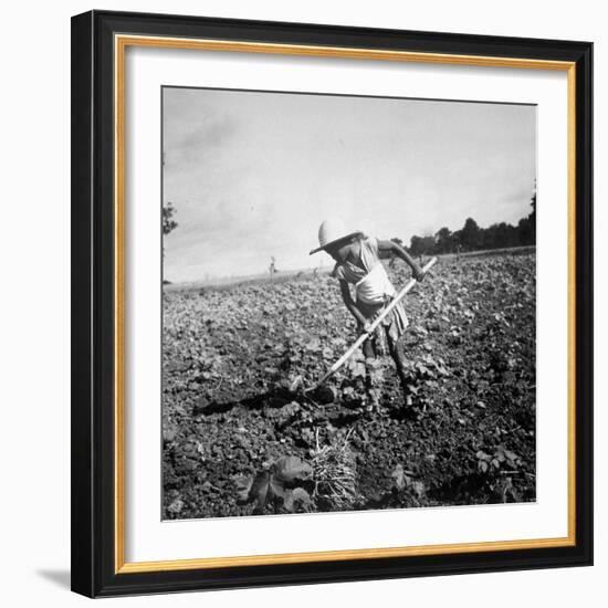 Child of Black Tenant Farmer Family Using Hoe While Working in Cotton Field-Dorothea Lange-Framed Photographic Print