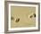 Child's Footprints on Beach at Santa Maria, Sal (Salt), Cape Verde Islands, Africa-Robert Harding-Framed Photographic Print