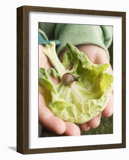 Child's Hands Holding Cabbage Leaf with Snail-null-Framed Photographic Print