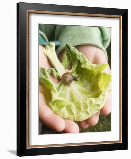 Child's Hands Holding Cabbage Leaf with Snail-null-Framed Photographic Print