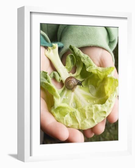 Child's Hands Holding Cabbage Leaf with Snail-null-Framed Photographic Print