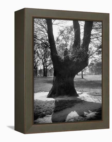 Children Playing and Climbing up Trees-Cornell Capa-Framed Premier Image Canvas