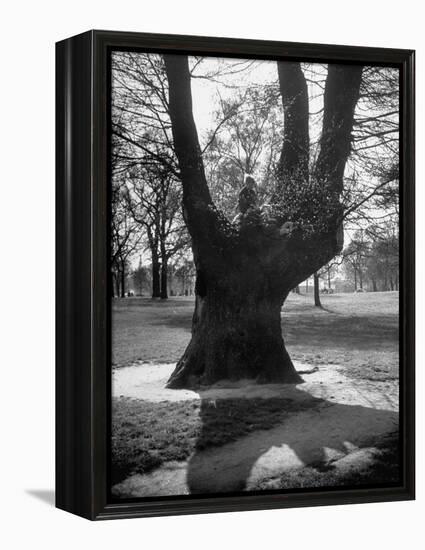 Children Playing and Climbing up Trees-Cornell Capa-Framed Premier Image Canvas