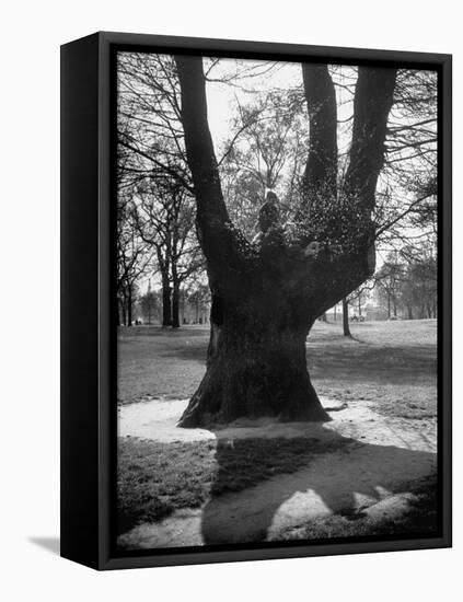 Children Playing and Climbing up Trees-Cornell Capa-Framed Premier Image Canvas