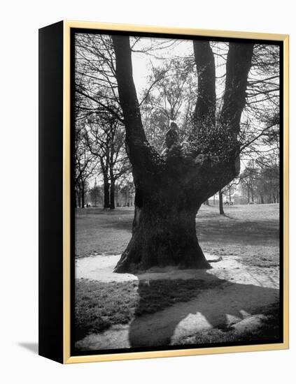 Children Playing and Climbing up Trees-Cornell Capa-Framed Premier Image Canvas