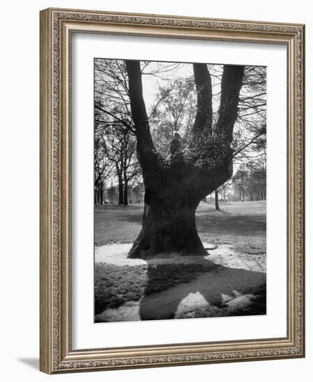 Children Playing and Climbing up Trees-Cornell Capa-Framed Photographic Print