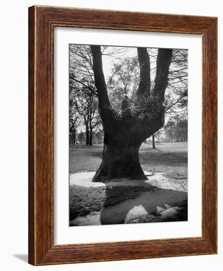 Children Playing and Climbing up Trees-Cornell Capa-Framed Photographic Print