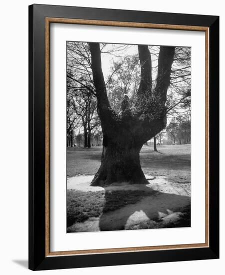 Children Playing and Climbing up Trees-Cornell Capa-Framed Photographic Print