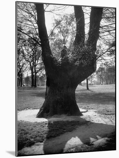 Children Playing and Climbing up Trees-Cornell Capa-Mounted Photographic Print