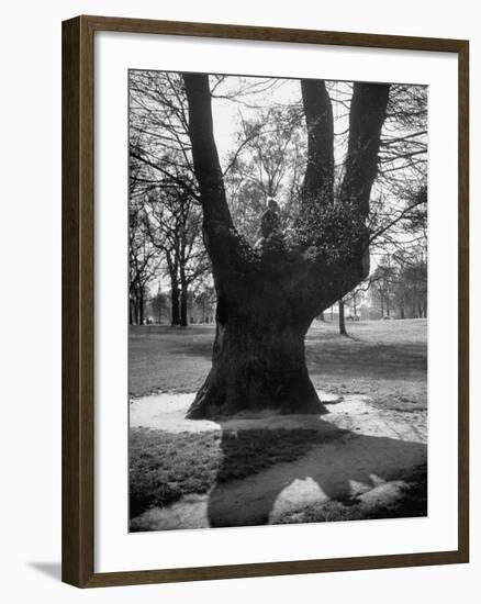 Children Playing and Climbing up Trees-Cornell Capa-Framed Photographic Print