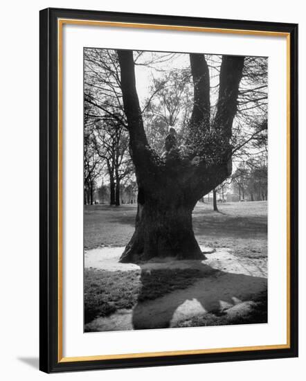 Children Playing and Climbing up Trees-Cornell Capa-Framed Photographic Print