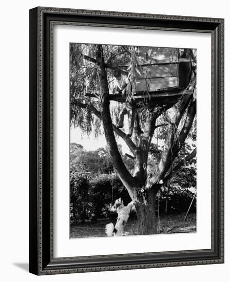 Children Playing in a Treehouse-Arthur Schatz-Framed Photographic Print